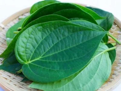 benefits betel leaves