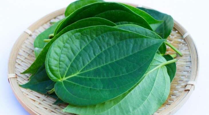 benefits betel leaves